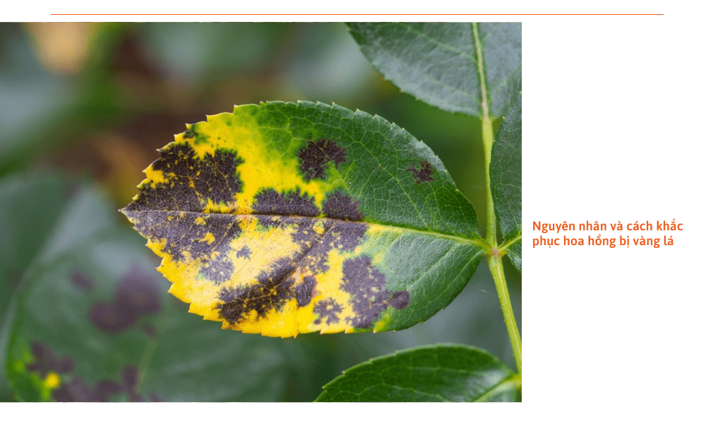 hoa-hong-bi-vang-la