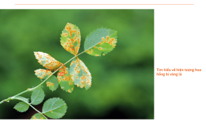 Hoa hồng bị vàng lá: Nguyên nhân và cách khắc phục 