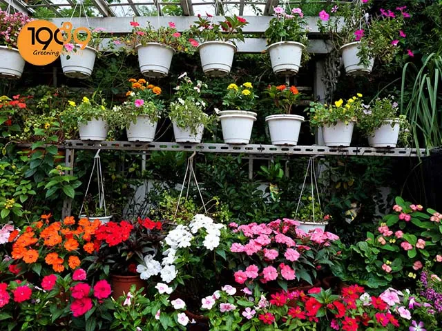 Hồng bụi phát triển tốt trong các loại chậu xi măng có kích thước trung bình