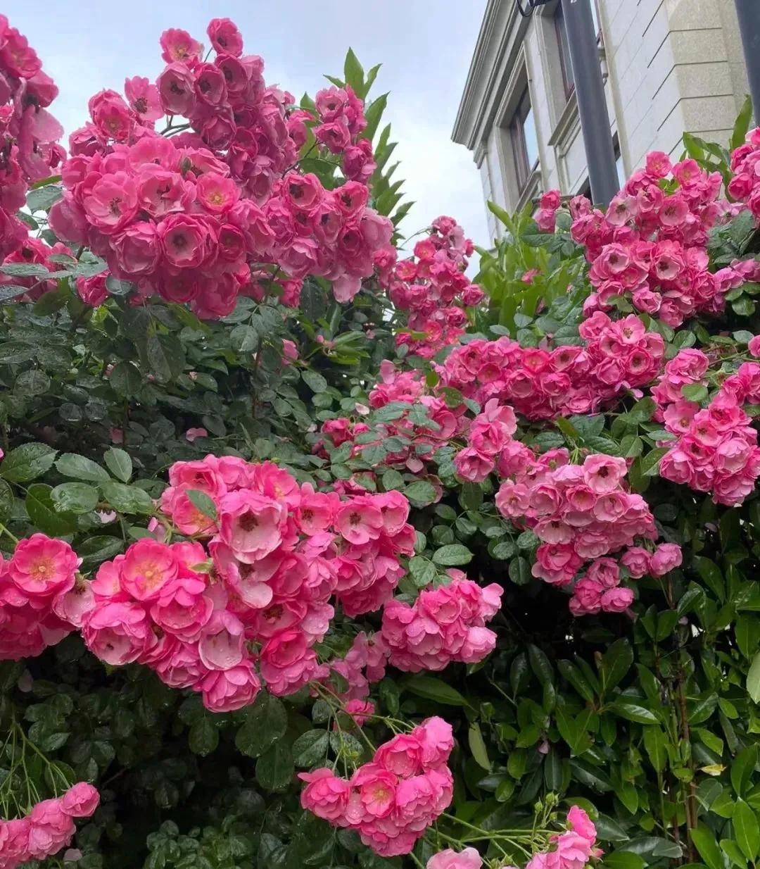 Nếu trồng 4 loại cây cảnh này thì mọi việc sẽ thuận buồm xuôi gió.