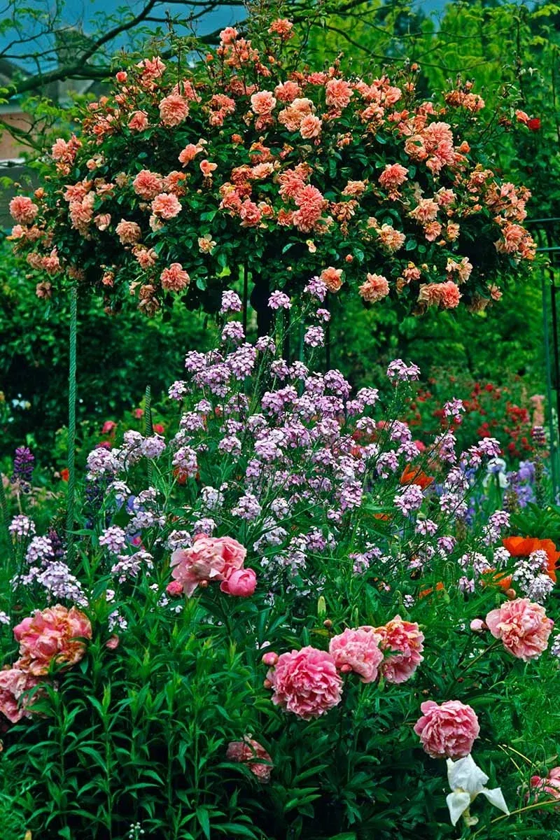 Loài hoa này còn có ý nghĩa giữ lửa tình yêu, giúp tình cảm vợ chồng thêm bền chặt, mặn nồng, mối quan hệ giữa các thành viên trong gia đình thêm phần thắm thiết.