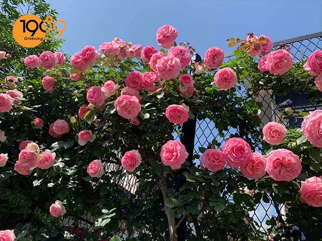 Hồng leo cần được cố định chắc chắn vào giàn sau khi trồng vào chậu