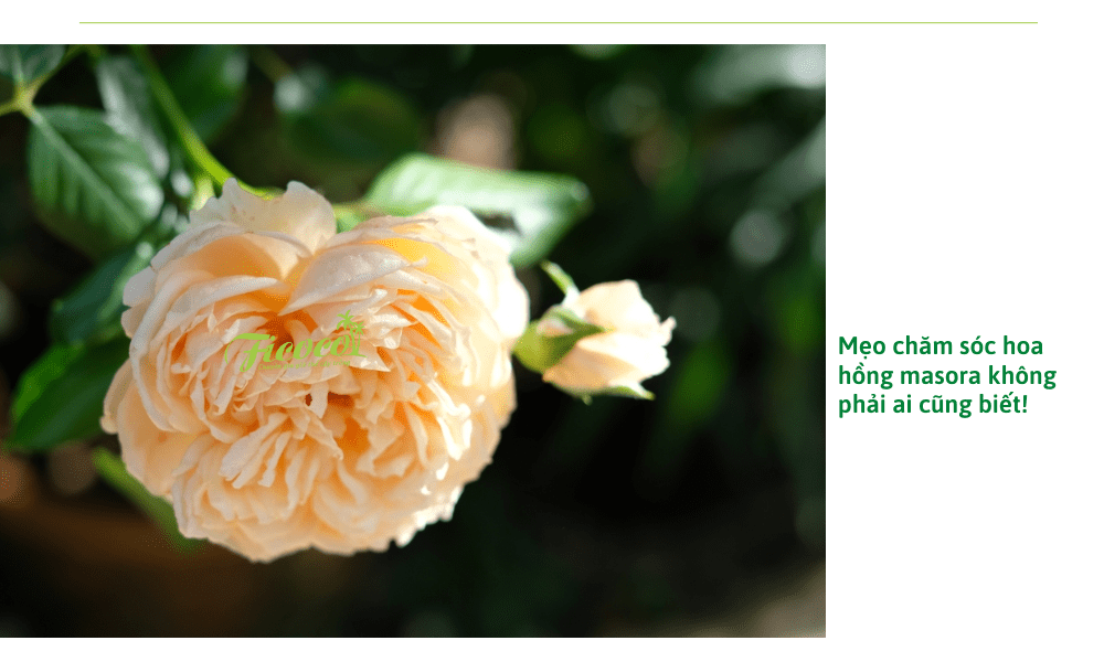 hoa-hong-masora