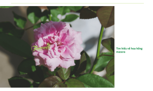Hoa hồng Masora: Đặc điểm và cách trồng đơn giản nhất