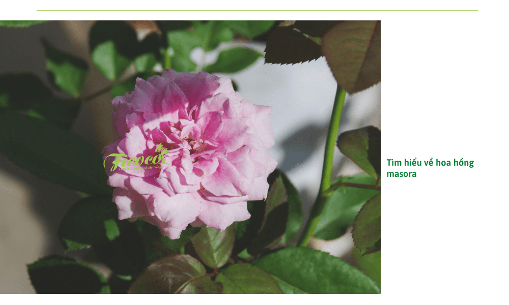 hoa-hong-masora