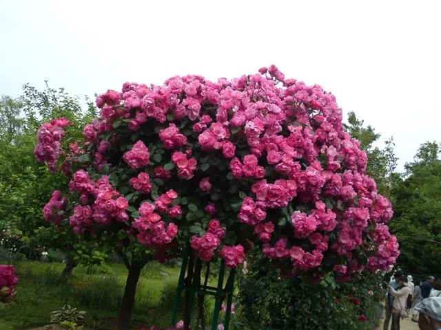 Tree Rose yêu cầu loại chậu có tính thẩm mỹ cao và cực kỳ vững chãi