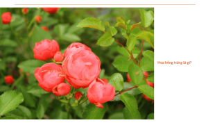 Hoa hồng trứng: Mẹo trồng và chăm sóc cho cây hoa đẹp lung linh