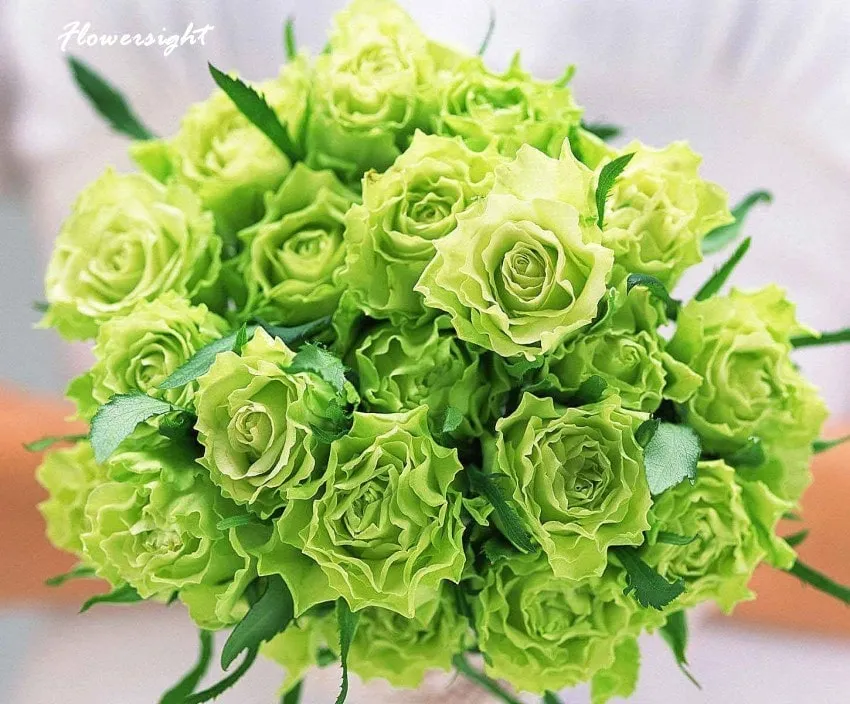 Hoa hồng xanh lá cây được Nhật Bản lai tạo