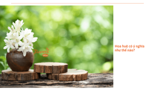 Hoa huệ: Ý nghĩa phong thủy, các giống hoa huệ phổ biển tại Việt Nam