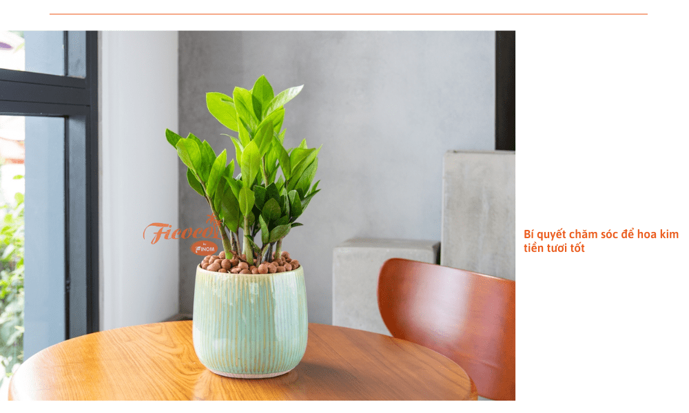 Hoa kim tiền: Cách trồng và chăm sóc để cây luôn tươi tốt quanh năm