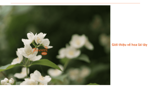 Hoa lài tây: Đặc điểm, ý nghĩa là cách trồng giúp hoa luôn tươi tốt