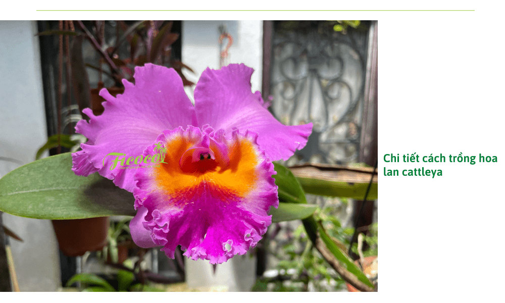 hoa-lan-cattleya