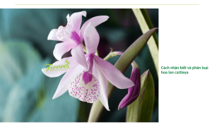 Hoa lan cattleya: Phân biệt các giống lan cattleya và cách trồng chi tiết