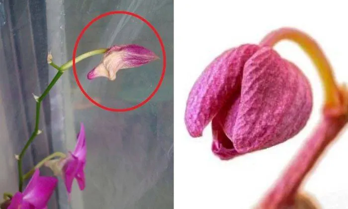 Hoa địa lan bị héo nụ