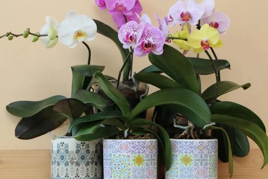 Hoa Lan Hồ Điệp trong phòng tắm