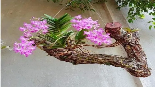 Vẻ đẹp của hoa lan quế tím khi được trồng trên giá thể gỗ phù hợp