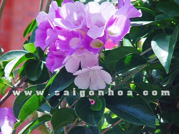 Lan tỏi trồng hàng rào