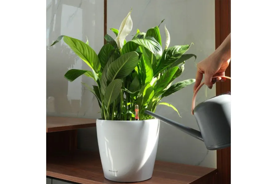 Hoa Huệ Hòa Bình trong phòng tắm