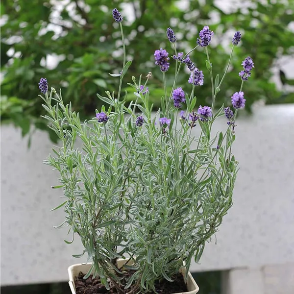 Hoa lavender nở rộ