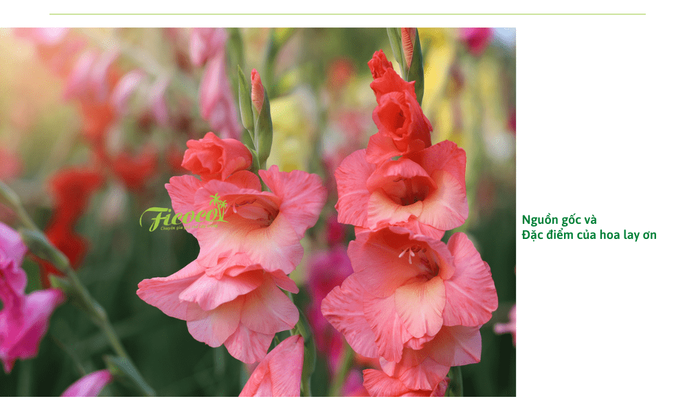 hoa-lay-on