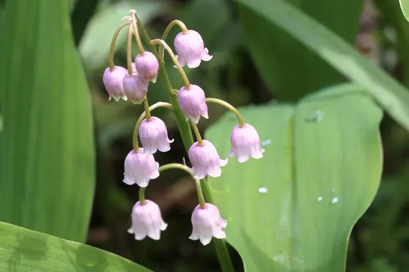 Trong tình yêu, hoa Linh Lan trắng thường được sử dụng để nói thay lời xin lỗi.