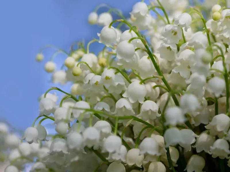 Loài hoa này cũng đại diện cho sự chân thành trong mối quan hệ, giúp làm dịu đi những xích mích và hiểu lầm giữa các cặp đôi.