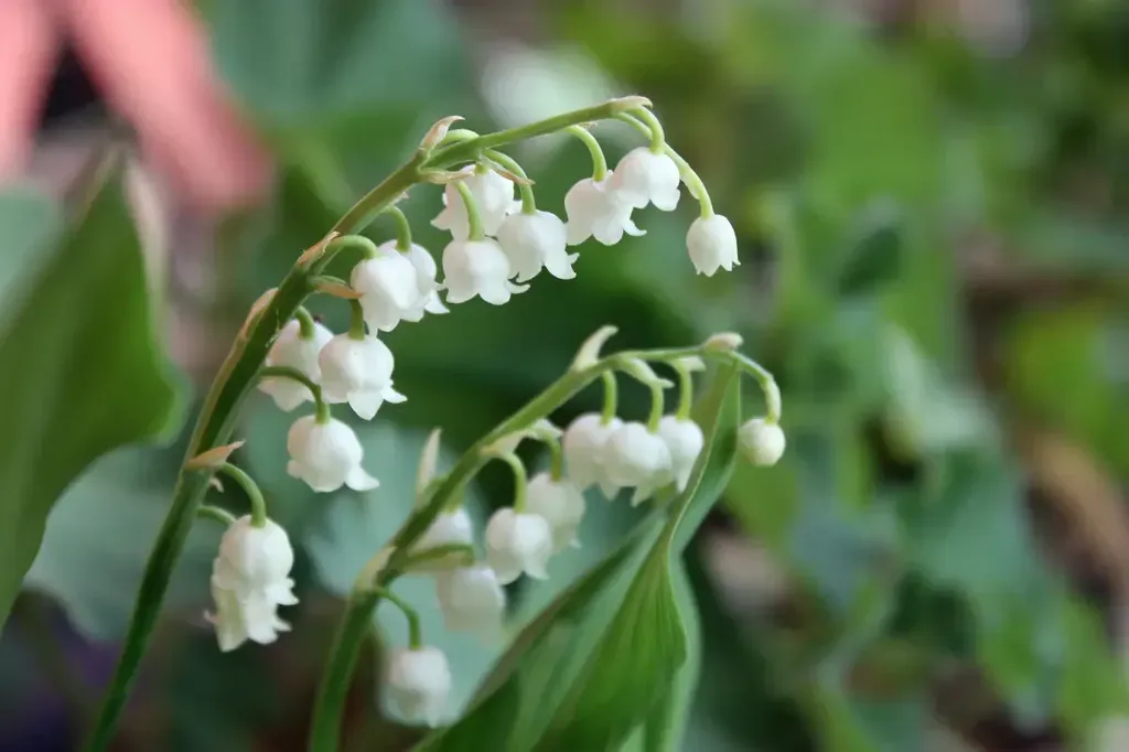 Lá của cây linh lan thường mảnh và hẹp, có thể có hoa lá hoặc không. Màu sắc của lá thường là xanh màu đậm hoặc xanh mượt, tạo sự tương phản với màu sắc của hoa.