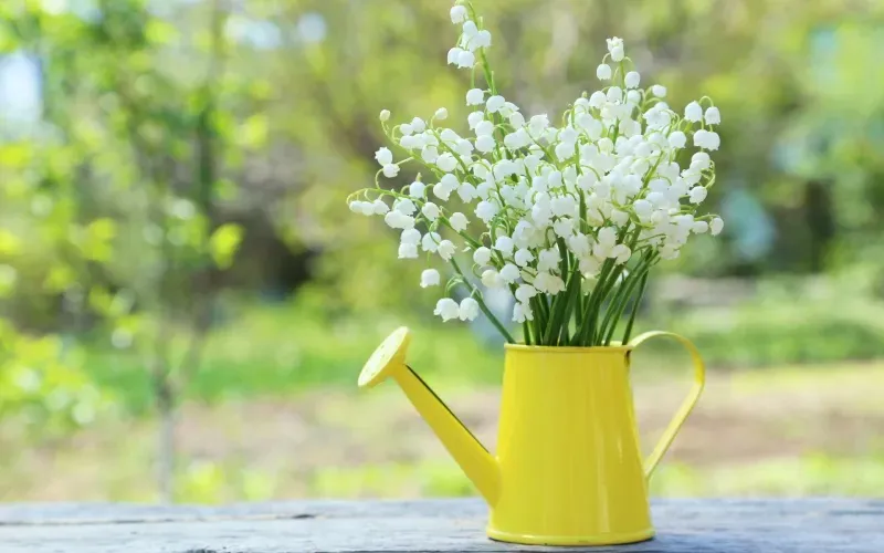 Hoa linh lan thường được liên kết với ý nghĩa của sự may mắn và hạnh phúc. Có hoa linh lan trong không gian sống có thể làm tăng cảm giác hạnh phúc và hứng khởi, giúp tạo ra một tinh thần tích cực và lạc quan.