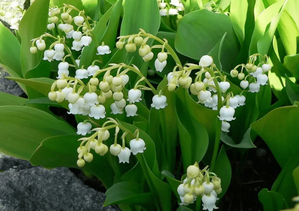 Trong nhiều văn hóa, hoa linh lan được xem là biểu tượng của tình yêu và sự quý phái. Sử dụng hoa linh lan trong các dịp lễ hay sự kiện đặc biệt có thể tạo ra một bầu không khí lãng mạn và sang trọng.