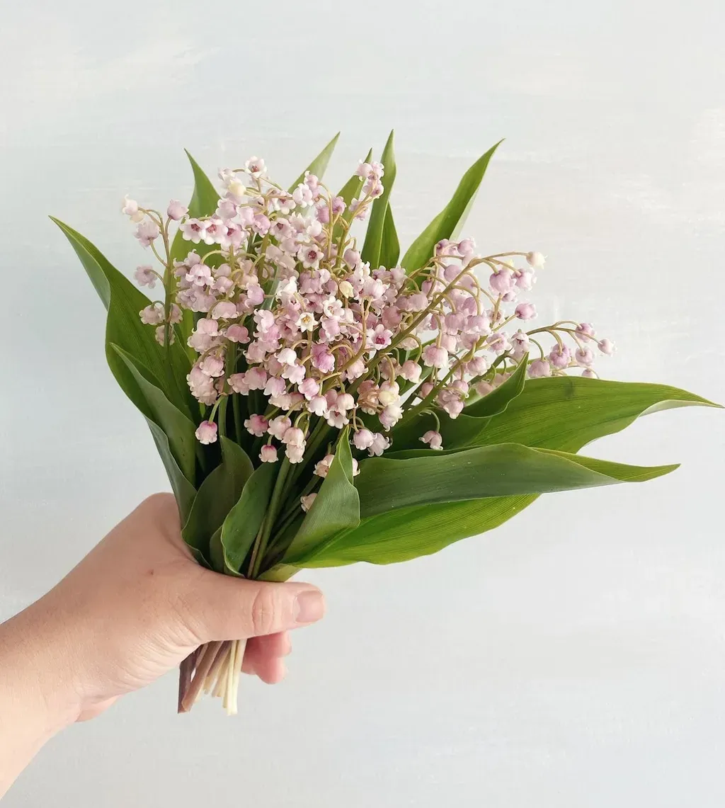 Hoa linh lan với vẻ đẹp tinh tế và màu sắc đa dạng thường được sử dụng làm điểm nhấn trang trí trong nhà, văn phòng, sự kiện, và các khu vực công cộng khác.