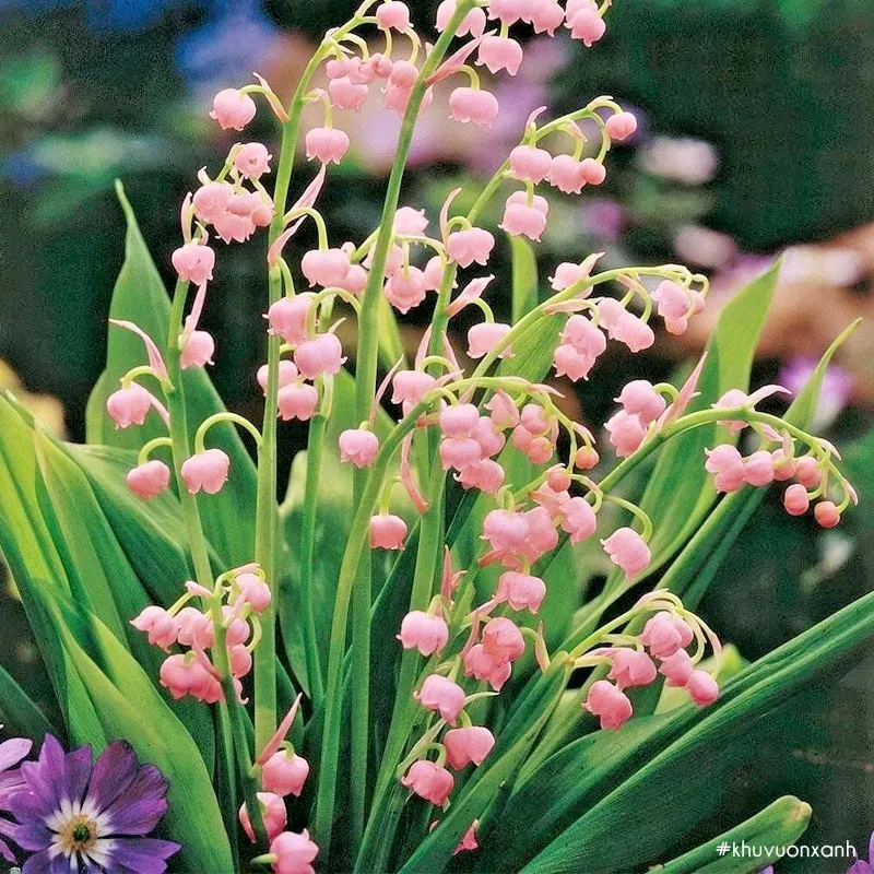 Một số loại hoa linh lan chuông có mùi hương dịu nhẹ và quyến rũ, làm cho không gian xung quanh trở nên thơm tho và hấp dẫn. Mùi hương của hoa linh lan thường làm cho mọi người cảm thấy thư thái và dễ chịu.