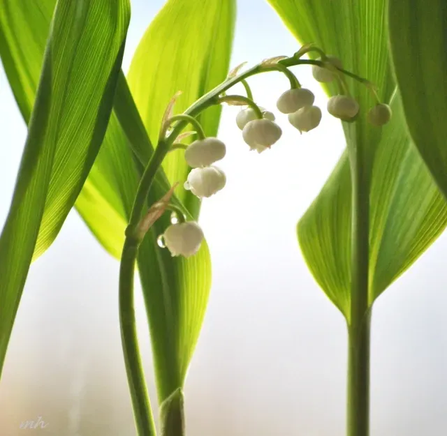 Không chỉ là biểu tượng của sự quý phái, hoa linh lan cũng mang lại cảm giác dễ thương và đáng yêu, làm cho mọi người không thể rời mắt khỏi những bông hoa tinh khôi và dịu dàng này.