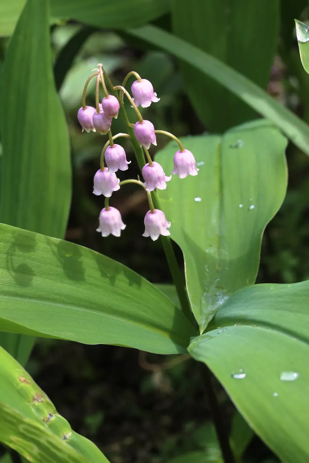 Hoa Linh Lan Hồng có hoa to và lớn hơn linh lan trắng, thường có màu hồng nhạt hoặc hồng đậm, và có thể có các sọc hoặc đốm trên cánh hoa