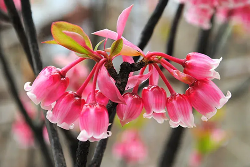 Hoa linh lan hồng đậm nổi bật, tượng trưng cho sự độc đáo và cá nhân, là biểu tượng của sự cá nhân hóa và phong cách riêng biệt.