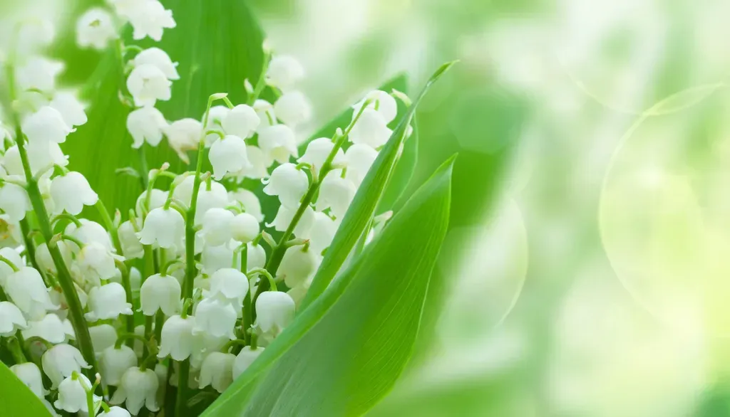 Nụ hoa linh lan tinh khôi mang lại sự may mắn cho gia chủ