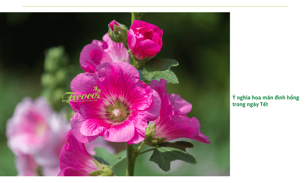 hoa-man-dinh-hong
