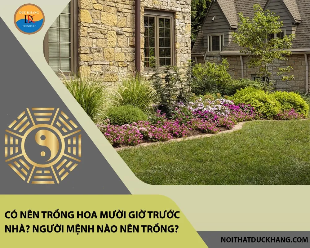Hoa mười giờ nhiều màu nở rộ trước nhà