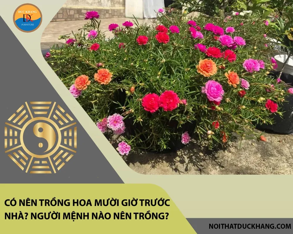 Chuẩn bị đất trồng hoa mười giờ