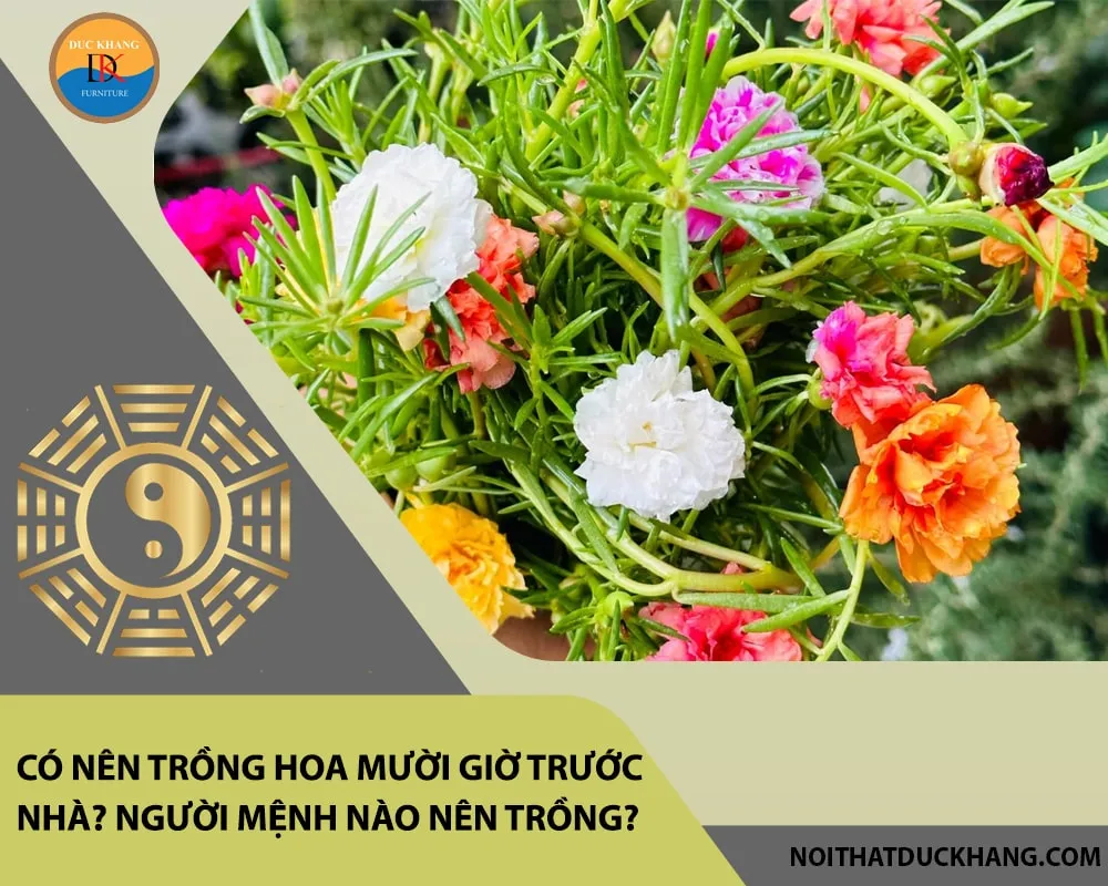 Bố trí hoa mười giờ trước nhà