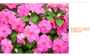 Hoa ngọc thảo: Ý nghĩa, cách trồng và chăm sóc tại nhà đơn giản