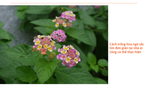 Hoa ngũ sắc tím: Cách trồng và mẹo chăm sóc đơn giản giúp hoa luôn tươi tốt