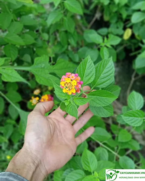 Ngũ sắc trồng cho quanh năm