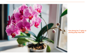Hoa phong lan: Cách trồng và mẹo chăm sóc đơn giản tại nhà