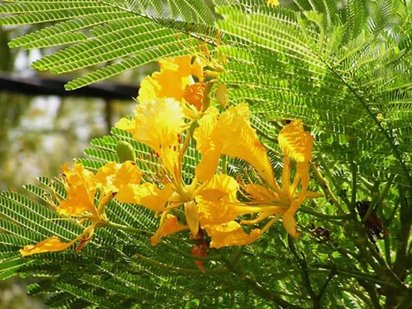 Sắc vàng lạ mắt của hoa phượng vĩ vàng thu hút mọi ánh nhìn