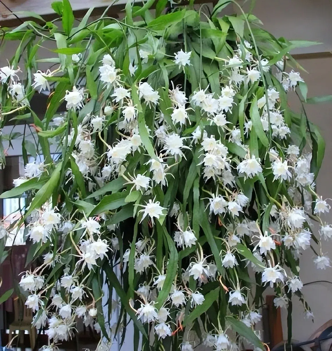 Hoa quỳnh lá nhỏ