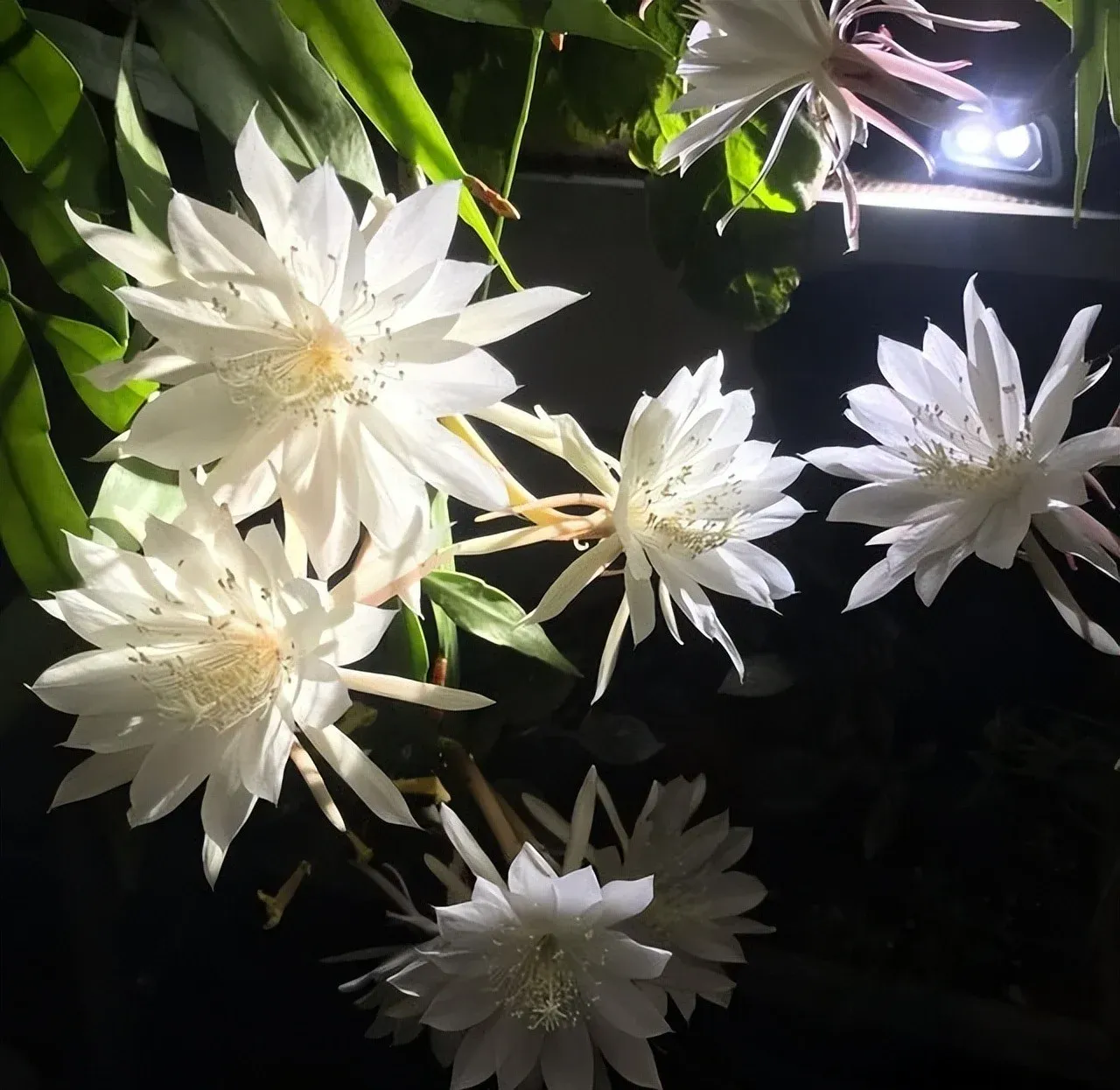 Hoa quỳnh lá nhỏ nở rộ