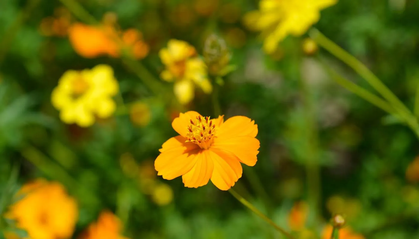 Hoa dừa cạn khoe sắc bền bỉ trên ban công