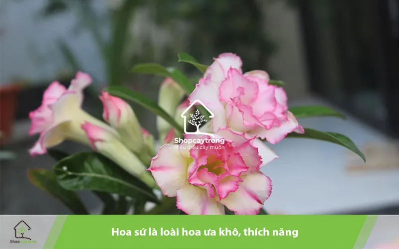 Chọn giá thể trồng hoa sứ phù hợp