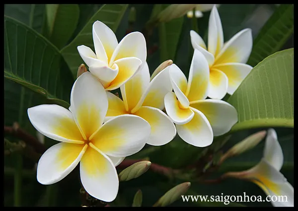 Vẻ đẹp thanh khiết của hoa sứ vàng với hương thơm dịu nhẹ