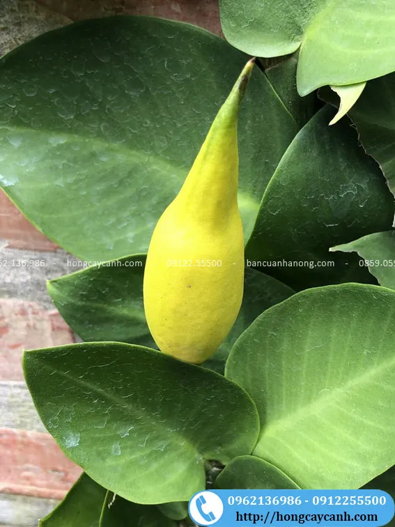 Cây tắc kè Thái bám tường